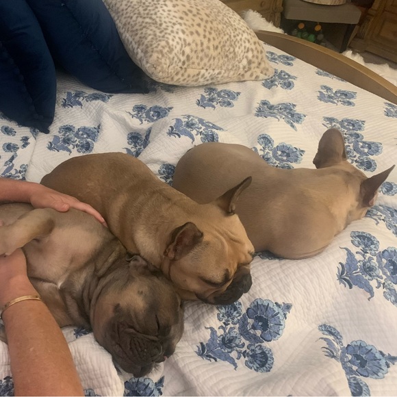 Allergy Alert - Smoke free, pet friendly home! - Picture 12 of 16